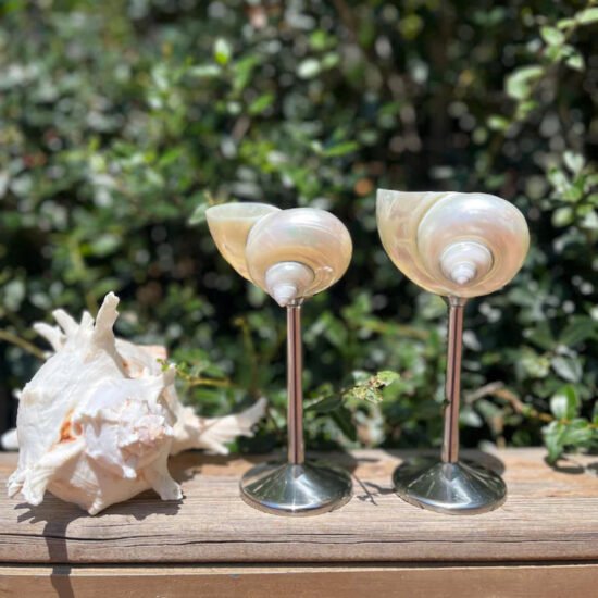 Isla Seashell Glasses